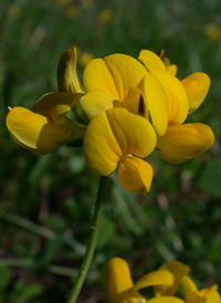 Common Bird's-foot-trefoil