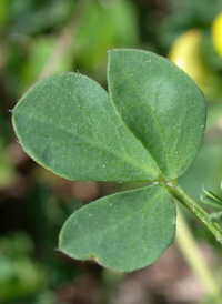 Common Bird's-foot-trefoil