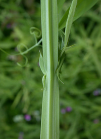 Hairy Pea