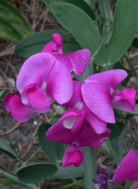 Broad-leaved Everlasting-pea