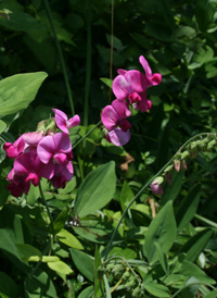 Broad-leaved Everlasting-pea