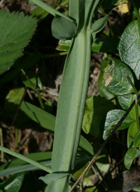 Broad-leaved Everlasting-pea