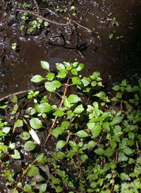 Common Water-purslane