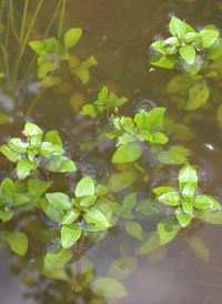 Common Water-purslane