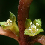 Common Water-purslane