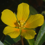 Floating Primrose-willow Floating Primrose-willow