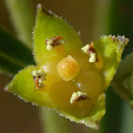 Globe-fruited Primrose-willow Globe-fruited Primrose-willow