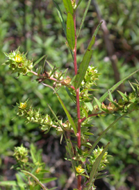 Globe-fruited Primrose-willow