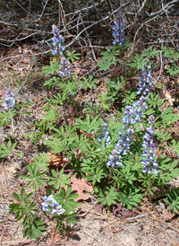 Perennial Lupine