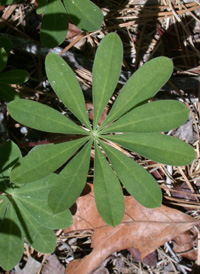 Perennial Lupine