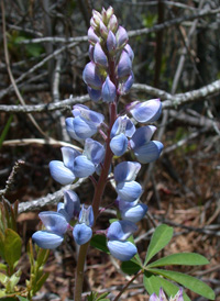 Perennial Lupine