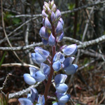 Perennial Lupine