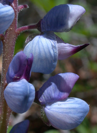 Perennial Lupine