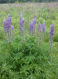 Hybrid Lupine