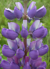 Hybrid Lupine