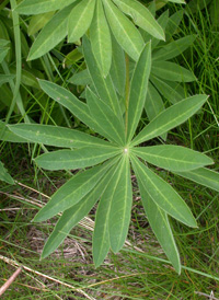 Hybrid Lupine