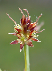 Heath Wood-rush