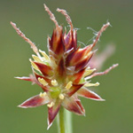 Heath Wood-rush Heath Wood-rush
