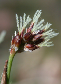 Heath Wood-rush