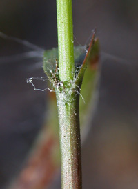 Heath Wood-rush