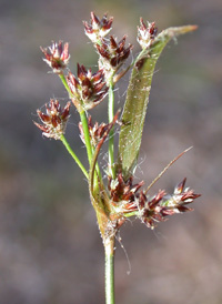 Heath Wood-rush