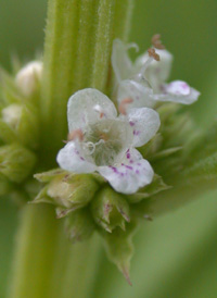 Cut-leaved Water-hound