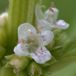 Cut-leaved Water-hound Cut-leaved Water-hound