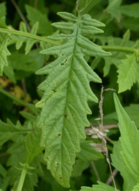 Cut-leaved Water-hound