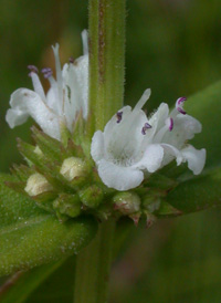 Sessile-leaved Water Horehound