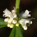 Sessile-leaved Water Horehound Sessile-leaved Water Horehound