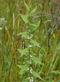 Sessile-leaved Water Horehound