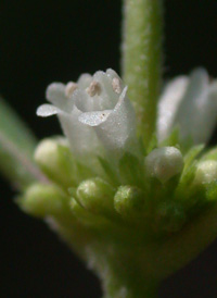 Virginia Water Horehound