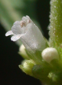 Virginia Water Horehound