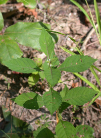 Virginia Water Horehound