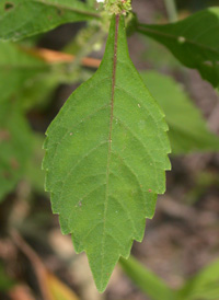 Virginia Water Horehound