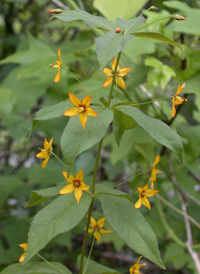 Whorled Loosestrife