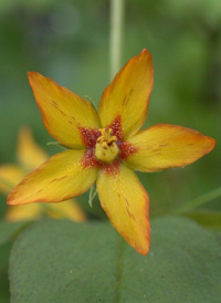 Whorled Loosestrife