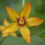 Whorled Loosestrife Whorled Loosestrife