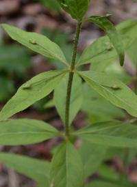 Whorled Loosestrife