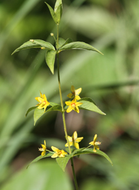 Whorled Loosestrife