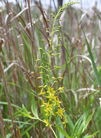 Lake Loosestrife