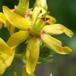 Lake Loosestrife Lake Loosestrife