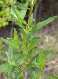 Lake Loosestrife