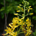 Lake Loosestrife Lake Loosestrife