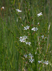 Narrow-leaved Loosestrife