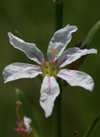 Narrow-leaved Loosestrife