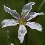 Narrow-leaved Loosestrife Narrow-leaved Loosestrife