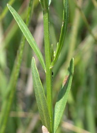 Narrow-leaved Loosestrife