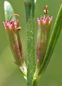 Narrow-leaved Loosestrife