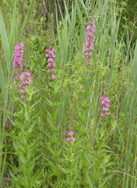 Purple Loosestrife